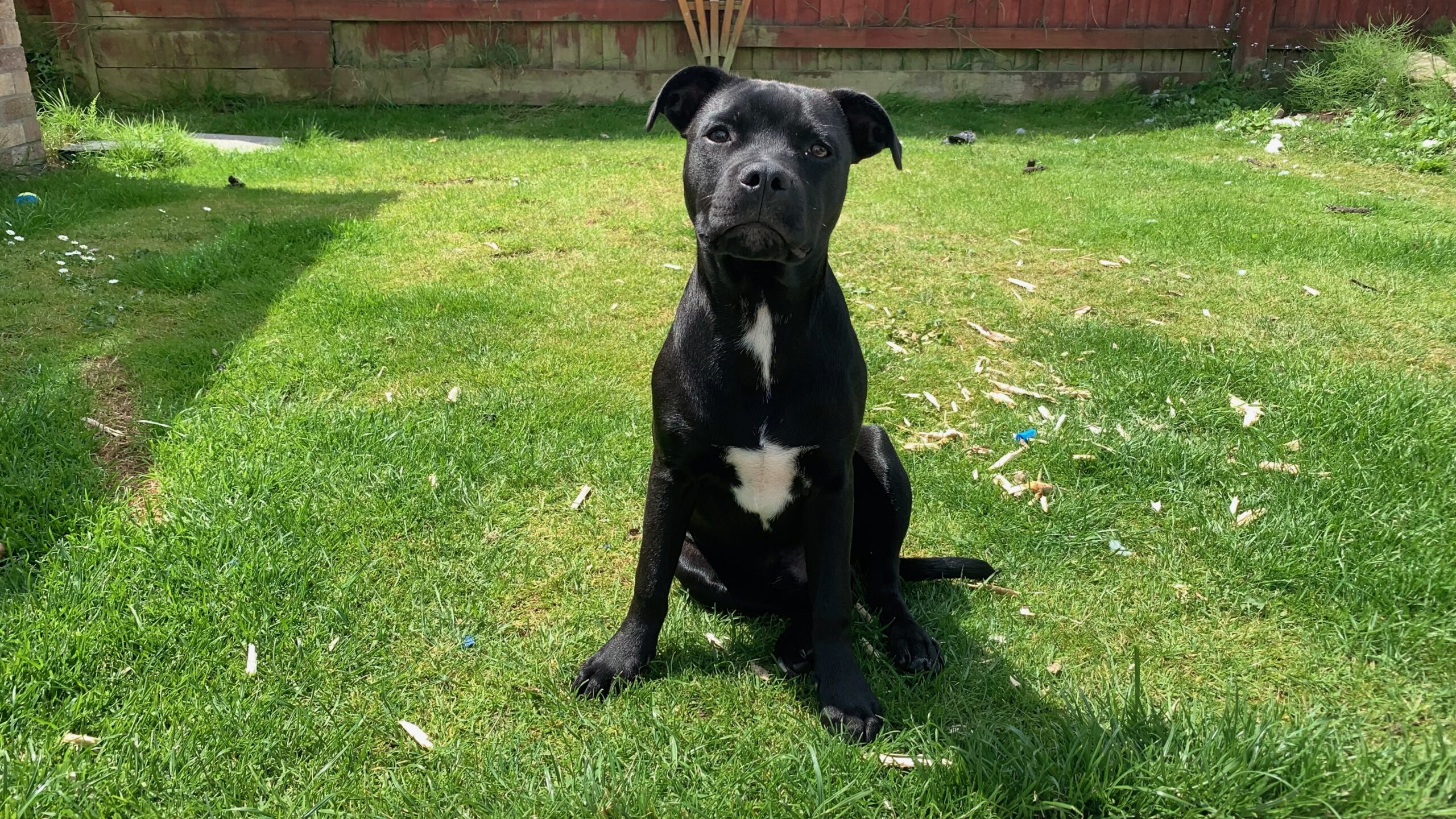 Baby Frank the Staffordshire Bull Terrier sits on the grass